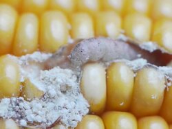 Pests in corn on the cob. Stock Footage