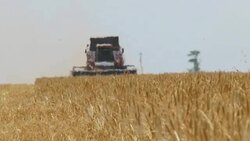 combine harvesting Stock Footage