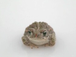 Little common toad Stock Footage