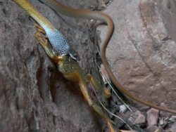 WS ZO Snake eating frog near rocks / Purnululu, Western Australia, Australia Stock Footage