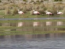 Flamingos along a watercourse, Bolivia, Salar de Uyuni Stock Footage