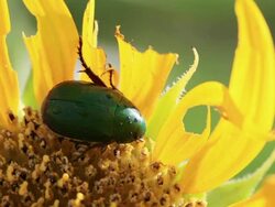 HD DOUBLE: Closeup of flower chafer beetles eating sunflower (video) Stock Footage