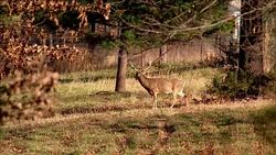 Trophy deer with large antler rack stands in a forest clearing. Stock Footage