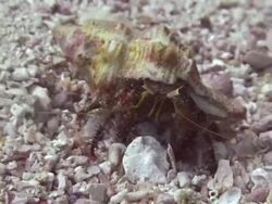 Hermit Crab Stock Footage