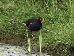 MS TS Common Moorhen or European Moorhen, gallinula chloropus, Adult with Chick looking for Food near pond / Vieux Pont, Normandy, France Stock Footage