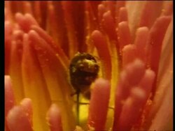 CU Insect crawling through flower head collecting pollen Stock Footage