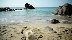 Pug dog playing Stock Footage