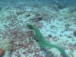 Honeycomb Moray Eel free swimming over reef straight to photographer, Vaavu Atoll, The Maldives Stock Footage