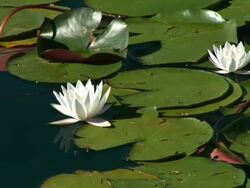 HD: White water-lily Stock Footage