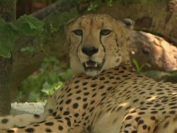 Close Up Cheetah Jurong Singapore Stock Footage