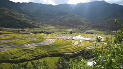 terraced rice field in Tule Village Stock Footage