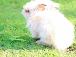 Rabbit Stock Footage