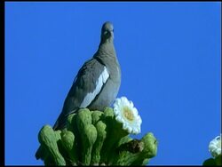White-winged Dove (Zenaida asiatica)perched on saguaro cactus, Sonoran desert, USA Stock Footage