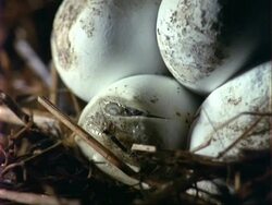 MCU Grass Snakes hatching from eggs Stock Footage