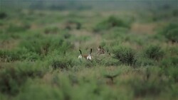 Gazelle Goitered Stock Footage