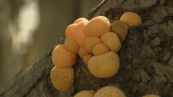 Fungus grows on the bark of a tree. Stock Footage