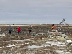 WS Shot of people gathering wooden poles for building teepees / Arviat, Nunavut, Canada Stock Footage