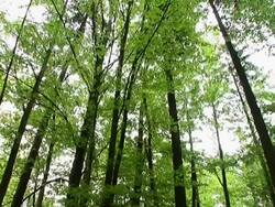 HD: Beech forest Stock Footage