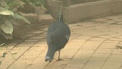 Victoria Crowned Pigeon Bird at Twycross Zoo News Clip