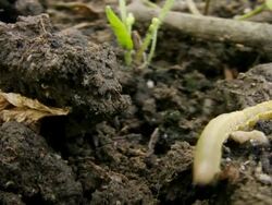 Caterpillar Stock Footage