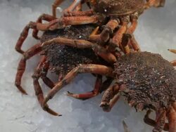 CU PAN Crabs Displayed on Ice in Market / Venice, Italy Stock Footage