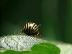 Colorado Beetle, CU backshot, opens wings & flies down off leaf, England Stock Footage