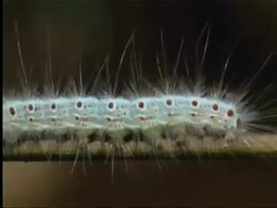 Caterpillar crawling on branch in Indian rainforest Stock Footage