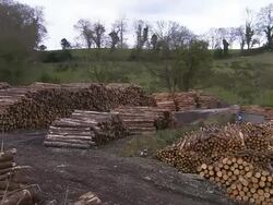 Pilde logs in timber yard, Northern Ireland Stock Footage