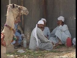 Egypt - Camel pollution News Clip