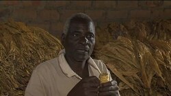 Tobacco farming on the rise in Zimbabwe News Clip