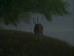 MS lone Chital Deer (Axis axis) stag grazing in mangrove swamp, India Stock Footage