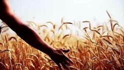 Hand touching wheat crop plant Stock Footage