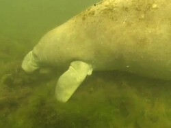 Manatee eating seaweed. Crystal River, Florida, USA  Stock Footage