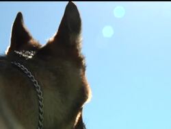 Gina was a playful 2-year-old German shepherd when she went to Iraq as a highly trained bomb-sniffing dog with the U.S. military, but months of door-to-door searches and noisy explosions left her cowering and fearful. Instructional Video