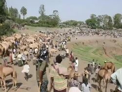 Overview of camel fair (fast) Stock Footage