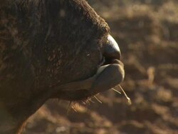 Water buffalo (Syncerus caffer) with Red-billed Oxpeckers (Buphagus erythrorhynchus), Kenya Stock Footage