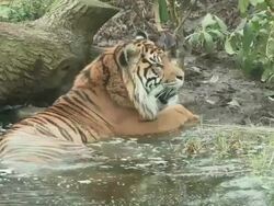 Tiger footage at Tiger Territory Royal Opening Stock Footage
