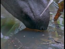 BCU Snout of Tapir drinking from pool, South America Stock Footage