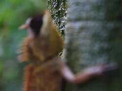 tree lizard wait for itâ€™s foods Stock Footage