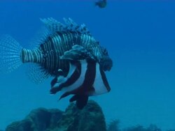 MS TS Shot of Lionfish and juvenile emperor snapper swimming or drifting over rocks covering with coral and sponges / Matola, Maputo, Mozambique Stock Footage