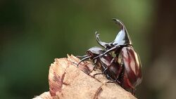 Rhinoceros beetles are mating in nature Stock Footage