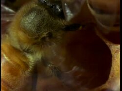 BCU honey bee fanning honey comb with wings, air conditioning Stock Footage
