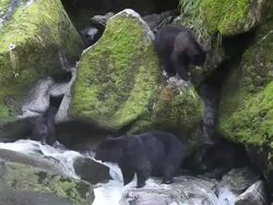 MS Black bears fishing in Anan Creek and competing over fishing sites / Wrangell, Alaska, United States Stock Footage