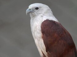 Bald Eagle Stock Footage