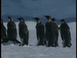 MS Emperor Penguins, Aptenodytes forsteri, some with downy feathers still attached in parts, wander in a group across ice, Antarctica Stock Footage