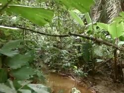 Walking along a rainforest stream in the Ecuadorian Amazon. Leaf cutter ants are walking across a branch over the stream. Stock Footage