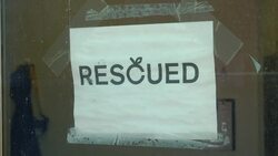 Helsingborg startup rescues unsold fruit News Clip