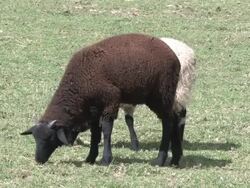 Sheep 3 - HD 1080/30f Stock Footage