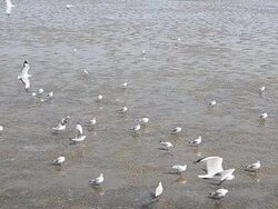 Seagulls in the Mud Nearby the Sea Stock Footage