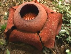 Rafflesia Stock Footage